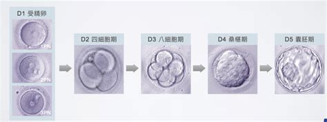 胚胎發育順序|胚胎(生物學術語):發育過程,卵裂及胚泡,植入,胚盤形成,。